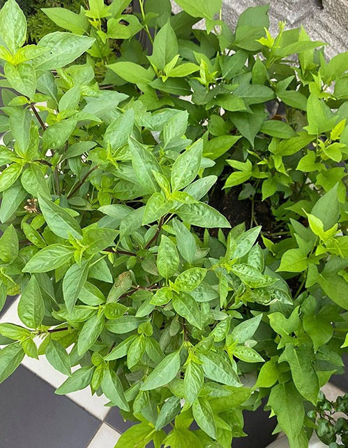 Rau của nàng hậu được trồng theo phương pháp tự nhiên, không sử dụng thuốc trừ sâu. Ảnh: Lao động