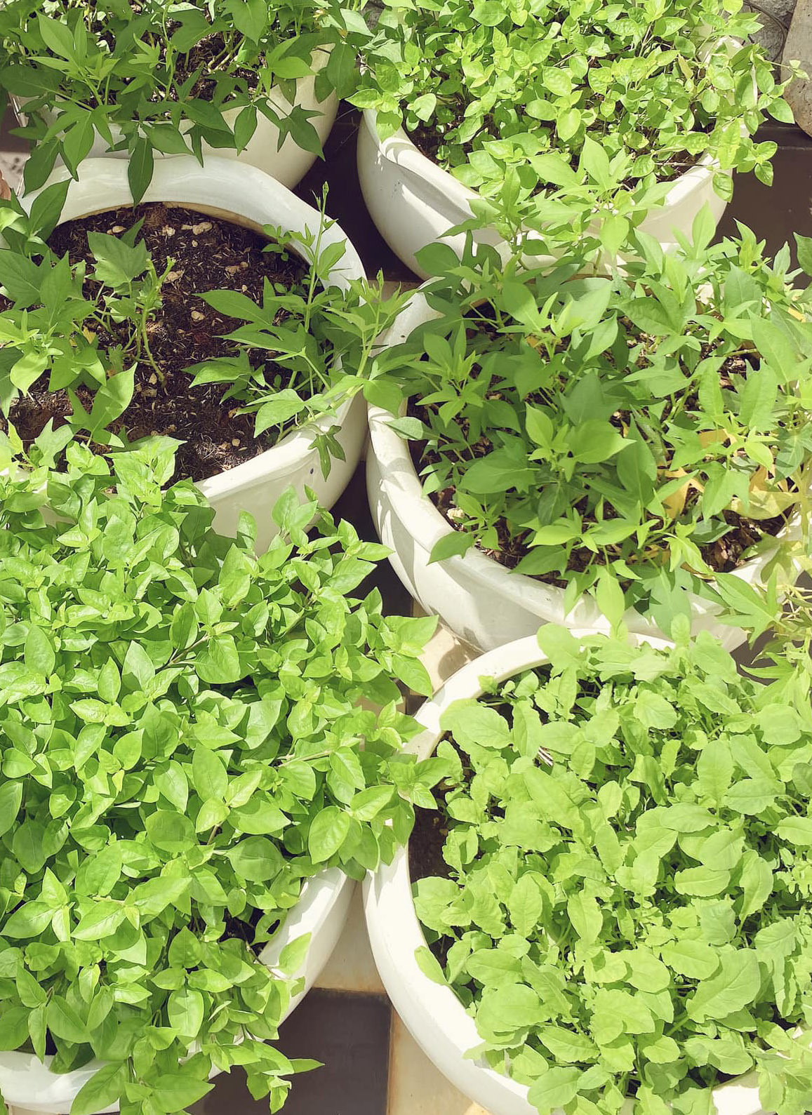 Ngoài mướp, Hoa hậu Giáng My còn nhiều loại rau khác. Người đẹp cho biết rau thì xanh rờn, đủ ăn hàng ngày. Ảnh: Ngoisao