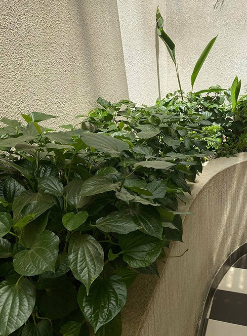 Cây lá lốt dễ trồng và không cần chăm sóc nhiều. Ảnh: Lao động