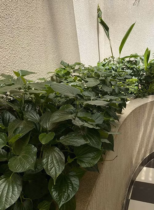 Cây lá lốt dễ trồng và không cần chăm sóc nhiều. Ảnh: Lao động