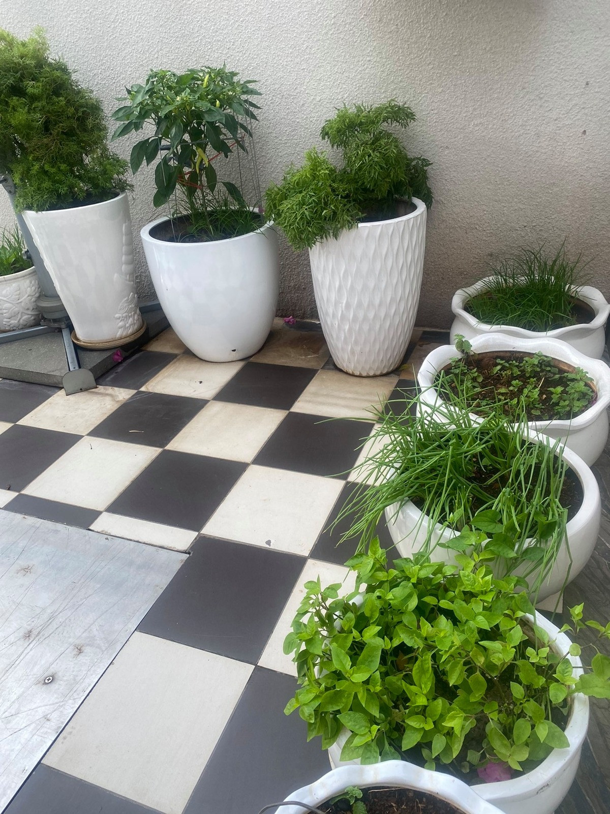 Hành lá, hẹ trồng trong chậu đều tốt um. Ảnh: Ngoisao