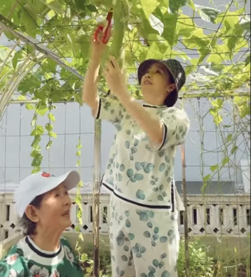 Mới đây, trên trang cá nhân, Hoa hậu Giáng My chia sẻ đoạn video cùng mẹ hái mướp để làm món canh mướp nấu rau tầm bóp và tôm khô giã nhỏ. Ảnh chụp màn hình