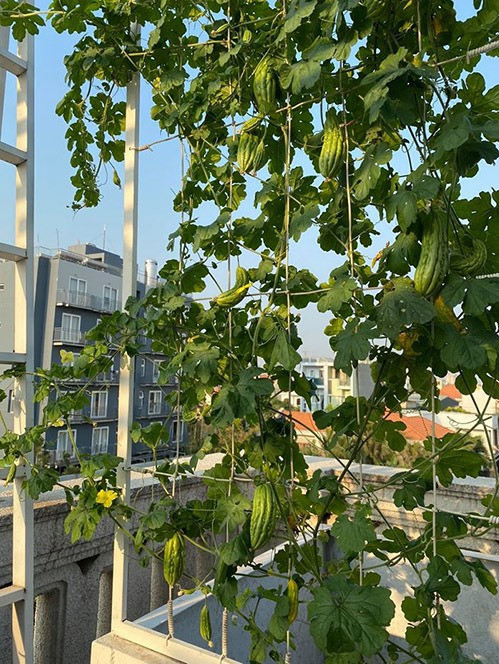 Giàn mướp đắng sai trĩu quả. Ảnh: Lao động