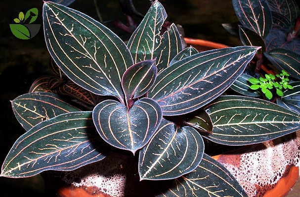 Những năm 1990, loài cỏ này đã được chính phủ Trung Quốc đưa vào danh sách cây thuốc quý có nguy cơ tuyệt chủng. Ảnh: Internet