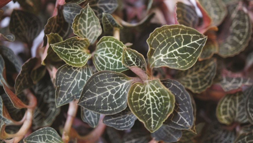 Tình trạng khai thác bừa bãi kéo dài khiến giống cây này gần như đã bị xóa sổ khỏi các khu rừng ở Việt Nam. Ảnh: Báo dân tộc