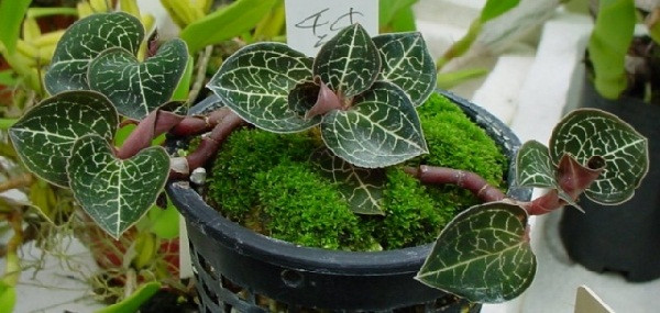 Những năm gần đây, một số người đã tự trồng cỏ kim cương nhưng hiệu quả không cao, do cây rất khó trồng, khó sống được khi nhiệt độ và độ ẩm ở mức thấp. Ảnh: Internet