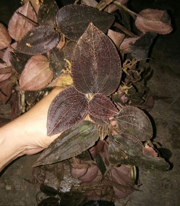 Nhiều năm trước, có lúc cỏ kim cương "gây sốt" ở Tây Nguyên. Không ít học sinh bỏ cả trường lớp đi nhổ cỏ nhung bán cho thương lái với giá 1 triệu đồng/kg. Ảnh: Internet