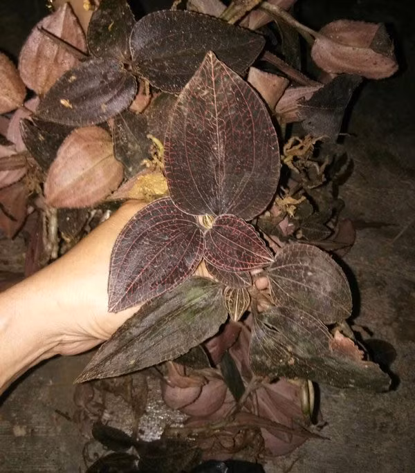 Nhiều năm trước, có lúc cỏ kim cương "gây sốt" ở Tây Nguyên. Không ít học sinh bỏ cả trường lớp đi nhổ cỏ nhung bán cho thương lái với giá 1 triệu đồng/kg. Ảnh: Internet