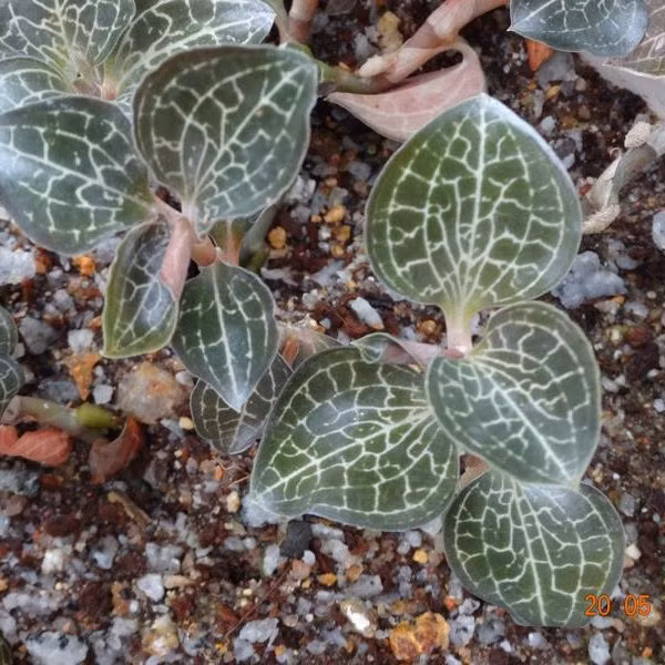 Trang các trang mạng, lan kim tuyến tươi được rao bán với giá từ 2,3 - 5 triệu đồng/kg, trong khi phơi khô giá lên tới 20 triệu đồng/kg. Ảnh: Internet