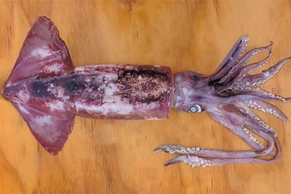 Mực xà đại dương là loại mực khổng lồ có cân nặng từ 4-5 kg/con. Tuy nhiên, giá giao buôn loại mực này tại gốc chỉ từ 35.000 - 40.000 đồng/kg, giá bán lẻ từ 55.000 – 85.000 đồng/kg. Ảnh: Internet