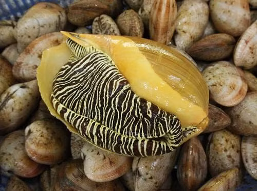 Trước đây, ốc giác vàng chỉ xuất hiện tại các cửa hàng hải sản lớn hoặc nhà hàng sang trọng với giá đắt. Tuy nhiên, gần đây ốc giác vàng được rao bán trên chợ mạng với giá chỉ từ 180.000 - 200.000 đồng/kg. Ảnh: Vietnamnet.