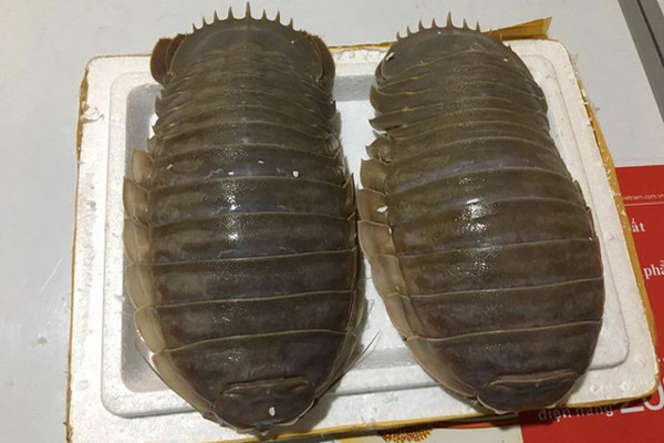 Dù có vẻ ngoài xấu xí nhưng bọ biển vẫn là đặc sản được ưa chuộng ở Việt Nam. Trọng lượng của bọ biển từ thuộc dạng, con to nặng tầm 1,5 - 2 kg, thậm chí có con nặng tới trên 2 kg. Ảnh: Internet