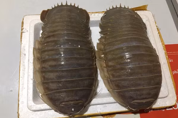 Dù có vẻ ngoài xấu xí nhưng bọ biển vẫn là đặc sản được ưa chuộng ở Việt Nam. Trọng lượng của bọ biển từ thuộc dạng, con to nặng tầm 1,5 - 2 kg, thậm chí có con nặng tới trên 2 kg. Ảnh: Internet