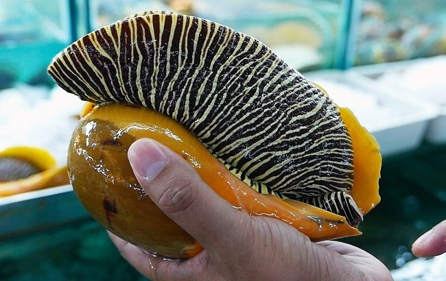 Ốc giác vàng là một trong những loại hải sản kích thước “khủng” và có giá trị kinh tế cao ở Việt Nam. Ảnh: Internet