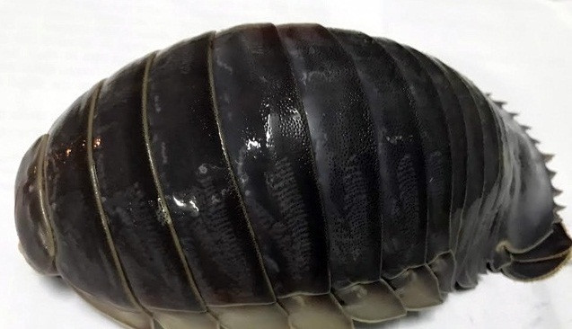 Vào cuối mùa, dù có trả giá lên đến 2 - 2,5 triệu đồng/kg thì cũng không có để mua. Ảnh: Dân Việt