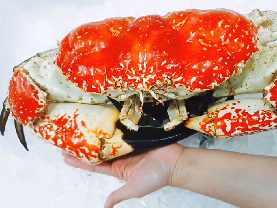 Năm 2017, cua Tasmania Úc lần đầu xuất hiện tại Việt Nam gây xôn xao vì trọng lượng siêu khủng, giá từ 6-7,5 triệu đồng/kg. Ảnh: Facebook.