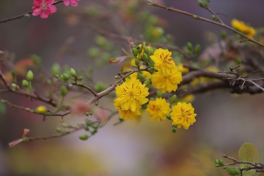 Đối với đồ trang trí nhà cửa, trang trí cây mai, đào, câu đối,... thay vì việc phải tốn một khoản tiền để mua mới thì bạn hoàn toàn có thể tận dụng đồ cũ đã sử dụng trước đó.