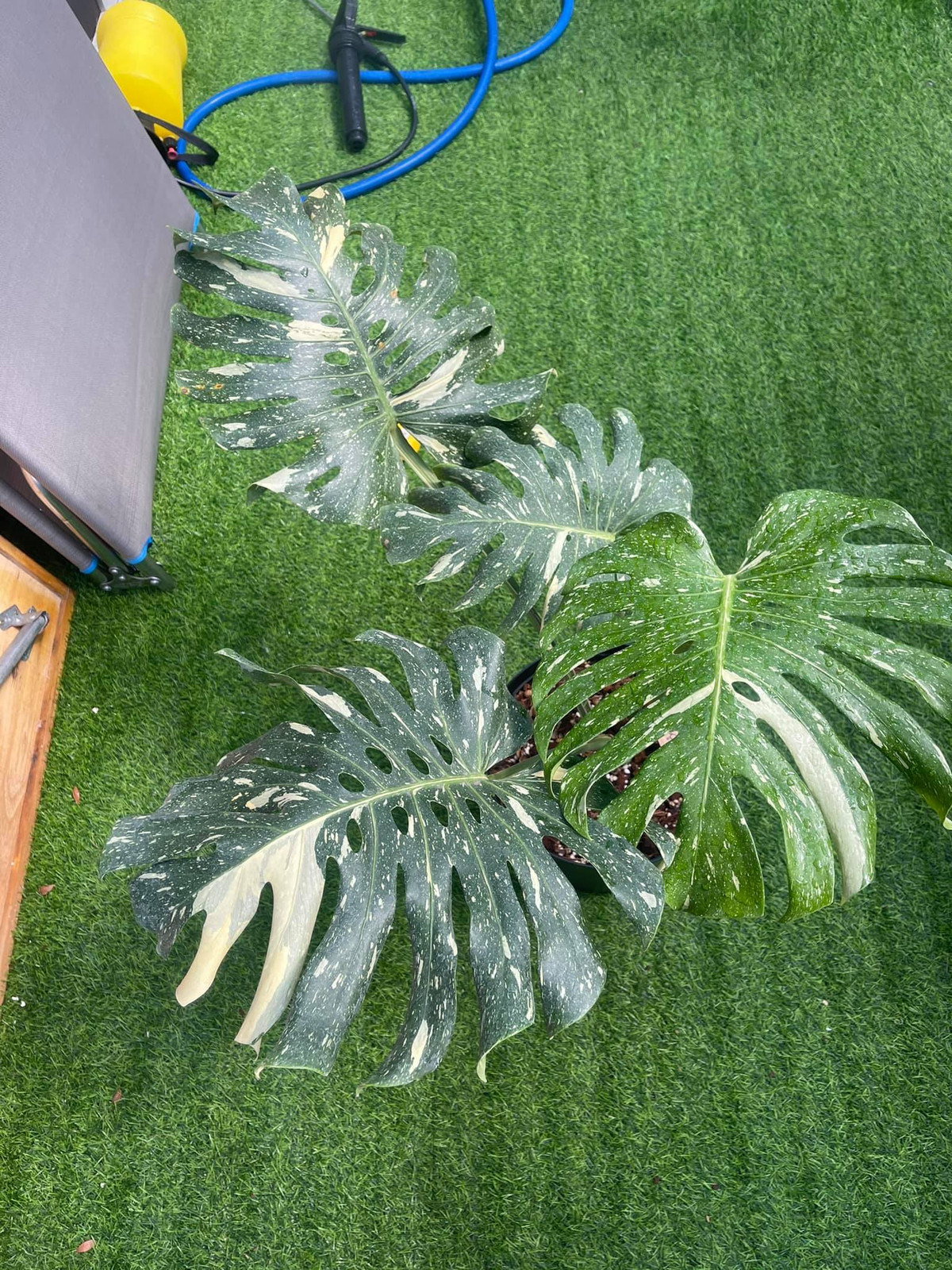 Các loại Monstera hiếm gặp, đột biến với những chiếc lá nửa xanh, nửa trắng hoặc vàng tuyền độc đáo thường có giá thành cực cao và được người chơi trên toàn thế giới săn lùng. Nguồn ảnh: Facebook.