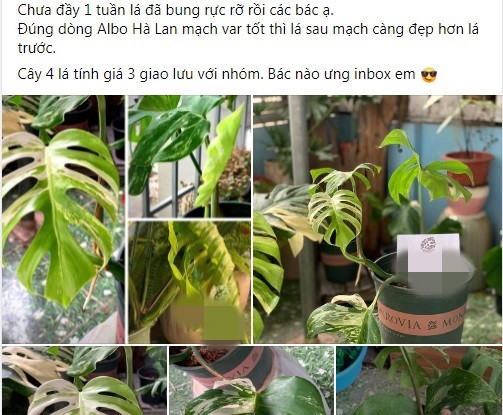 Có chủ vườn cho biết đã bán được nhiều cây Monstera với vài chục triệu đồng, thậm chí có cây lên tới hơn 1 tỷ đồng.