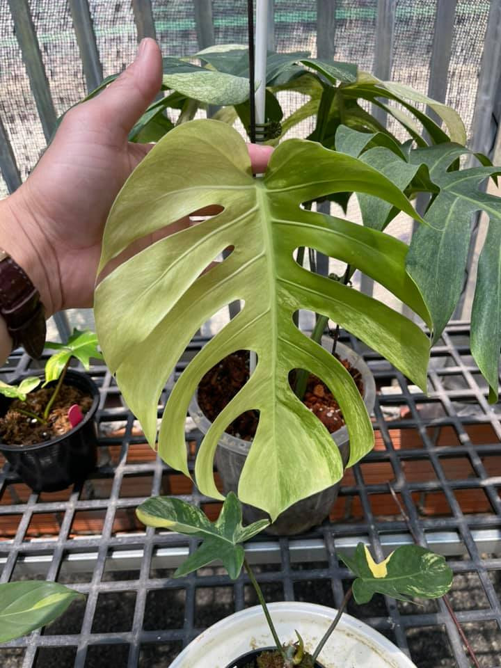 Thời gian gần đây, cây Monstera (trầu bà Nam Mỹ hay trầu bà lá xẻ) trở thành một trong những loại cây cảnh được giới sành chơi săn lùng.