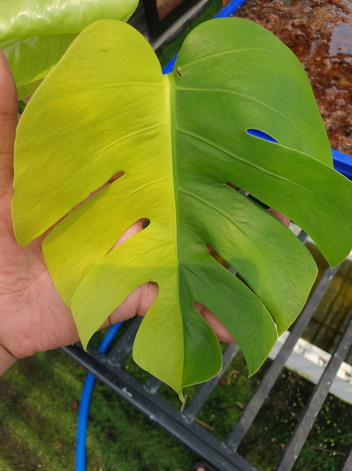 Thậm chí, có nhiều tài khoản còn đưa cây ra đấu giá.