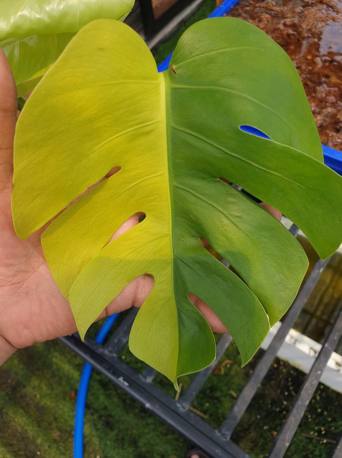 Thậm chí, có nhiều tài khoản còn đưa cây ra đấu giá.