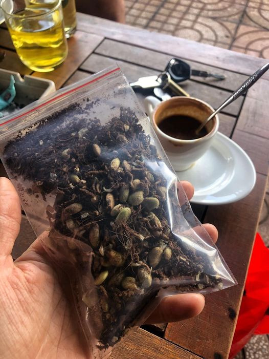 Thậm chí, hạt Monstera nhập từ Thái Lan cũng được rao bán.