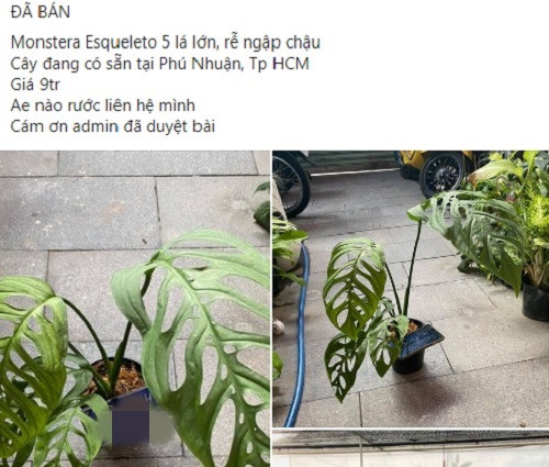 Trên chợ mạng, xuất hiện nhiều hội nhóm chơi Monstera. Tại đây, người chơi cũng rầm rộ rao bán cây trầu bà lá xẻ với nhiều hình thức và giá tiền khác nhau.