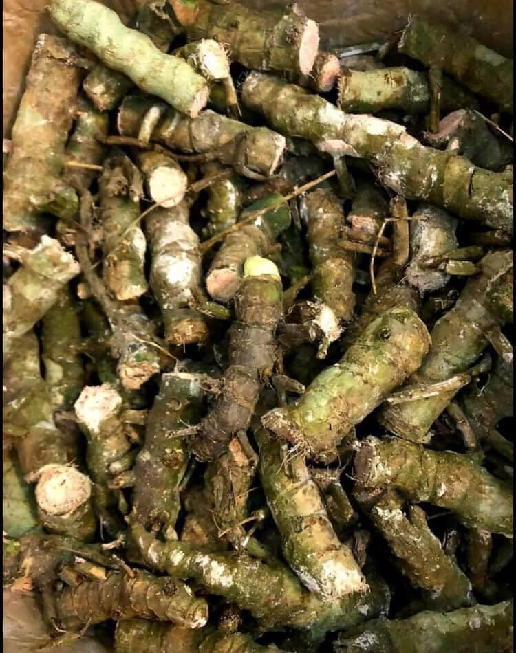 Ngoài bán cây, trên các group còn rao bán cả thân cây trầu bà Nam Mỹ về trồng. Mỗi đoạn giá trên dưới 200.000 đồng.