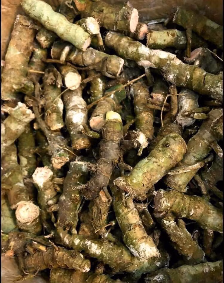 Ngoài bán cây, trên các group còn rao bán cả thân cây trầu bà Nam Mỹ về trồng. Mỗi đoạn giá trên dưới 200.000 đồng.