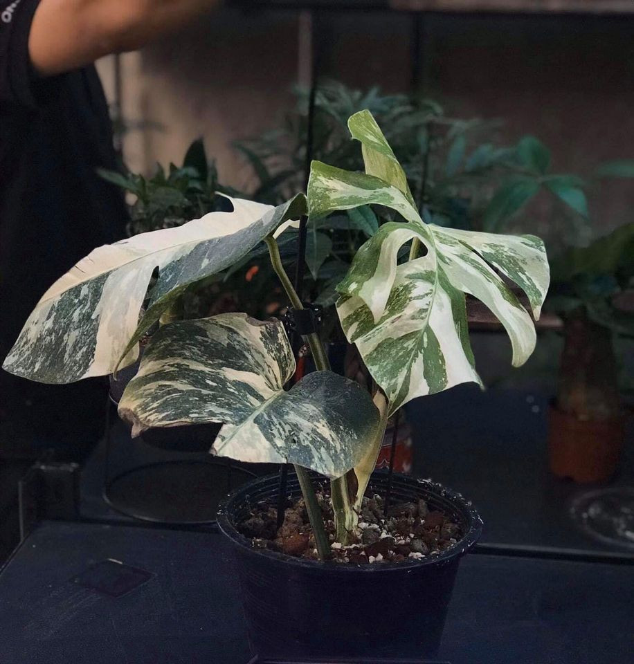 Đây cũng chính là một trong những đặc điểm khiến loại cây này có sức hút vô cùng lớn với những người chơi hệ kiểng lá.