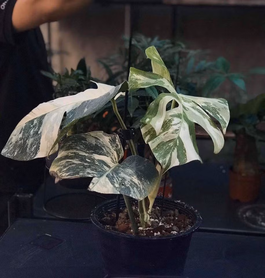 Đây cũng chính là một trong những đặc điểm khiến loại cây này có sức hút vô cùng lớn với những người chơi hệ kiểng lá.