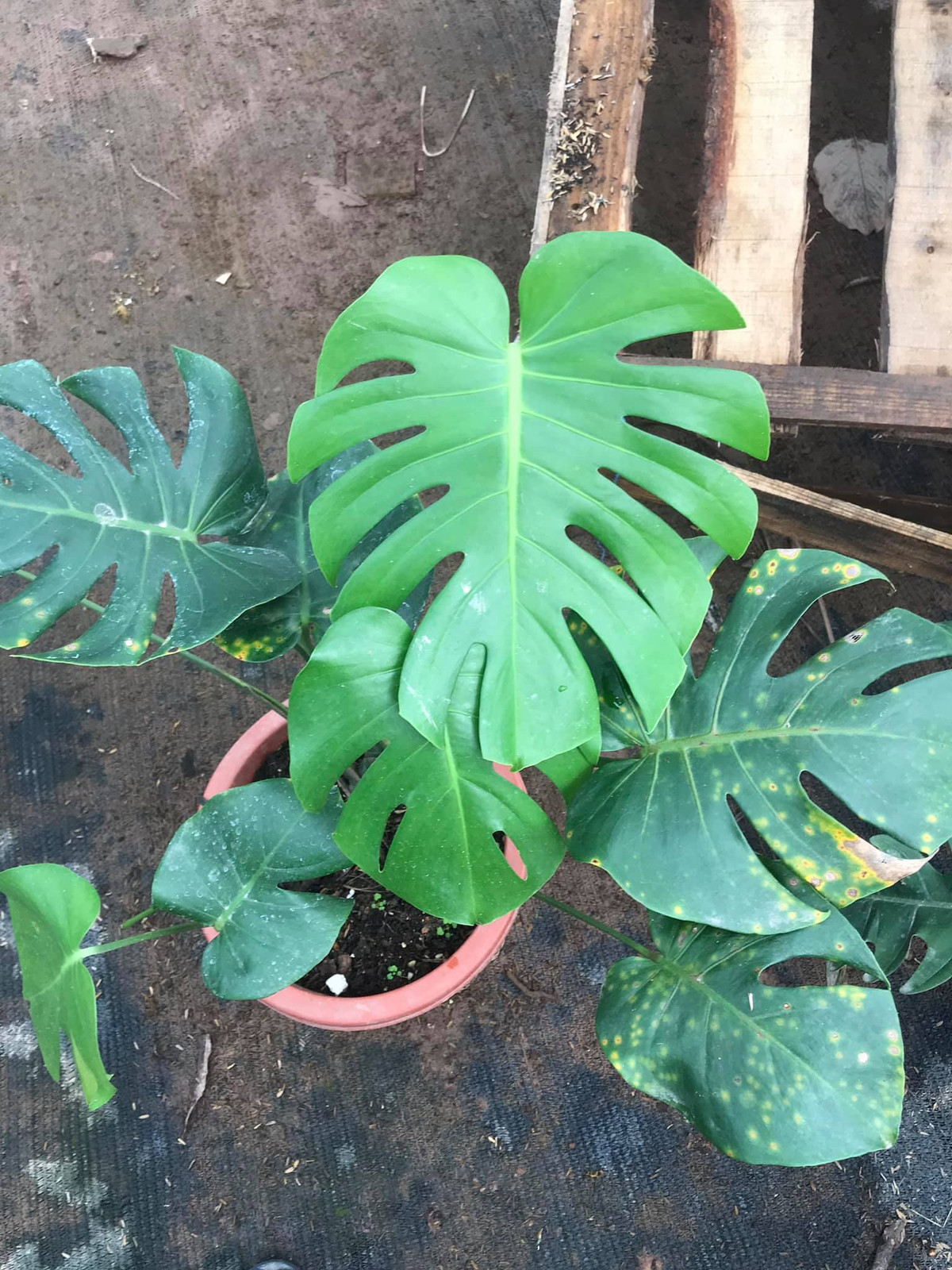 Monstera còn được mệnh danh là “quái vật rừng xanh”, chúng có nguồn gốc từ những nơi có khí hậu ôn đới như Trung Mỹ hay các hòn đảo gần xích đạo.