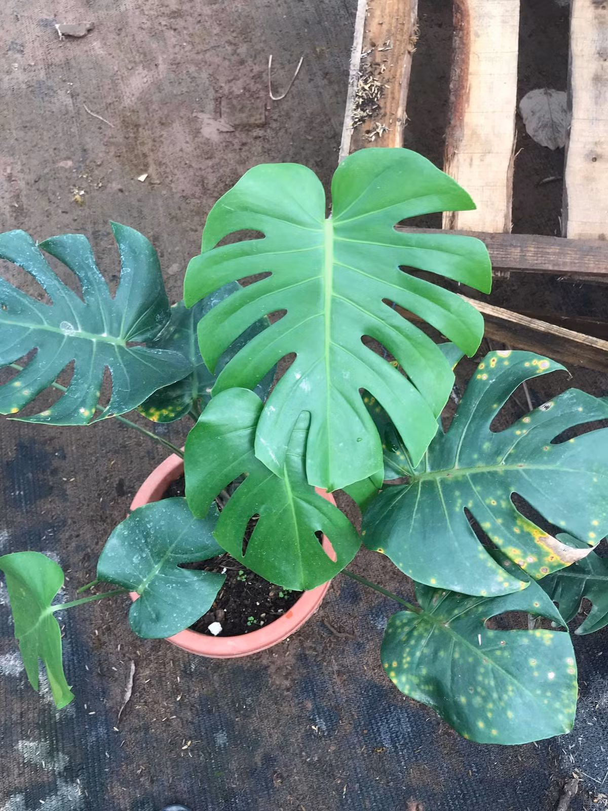 Monstera còn được mệnh danh là “quái vật rừng xanh”, chúng có nguồn gốc từ những nơi có khí hậu ôn đới như Trung Mỹ hay các hòn đảo gần xích đạo.