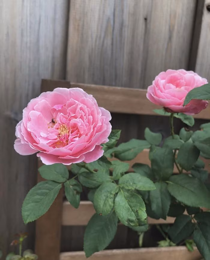 Những bông hồng đến độ nở rực rỡ.