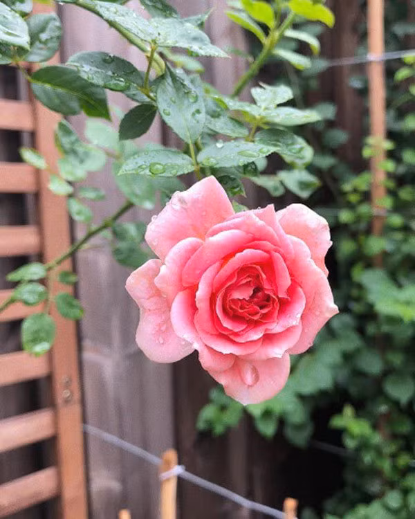 Giống cây mà Hà Tăng lựa chọn trồng là một loại hồng leo Pháp được nhiều chị em yêu thích. Nguồn ảnh: FBNV.