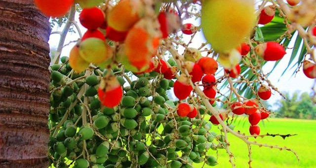 Mọi người thường nghĩ quả cau cảnh chỉ để trang trí cho đẹp, để chín rụng rồi vứt đi. It ai biết rằng nó có thể chế biến thành mứt và ăn được. Ảnh: Dân Việt