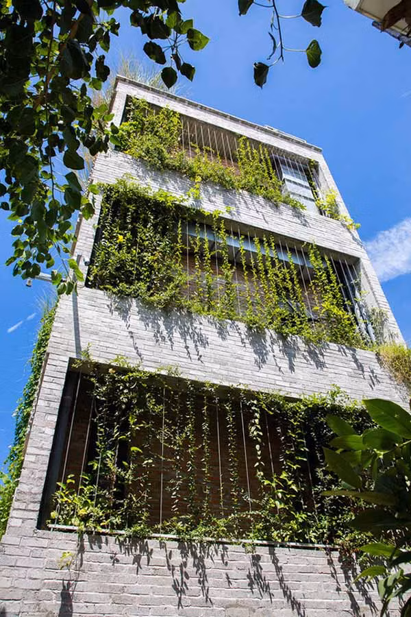 Đưa cây xanh vào nhà là giải pháp chống nóng hiệu quả. Tuy nhiên, lựa chọn cây xanh cho nhà hướng Tây cần có một số yêu cầu riêng.