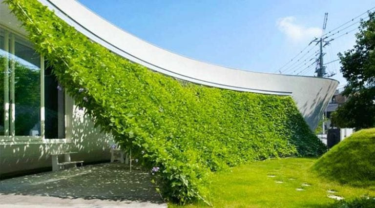 Nhà hướng Tây nhận lượng nhiệt lớn trong mùa hè nên cần ưu tiên những loài cây có khả năng chịu được nhiệt độ cao trong thời gian dài, dễ sống, dễ chăm sóc.