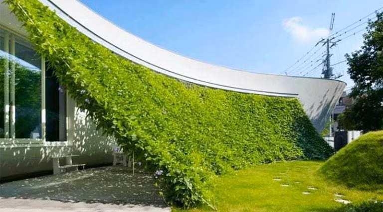 Nhà hướng Tây nhận lượng nhiệt lớn trong mùa hè nên cần ưu tiên những loài cây có khả năng chịu được nhiệt độ cao trong thời gian dài, dễ sống, dễ chăm sóc.