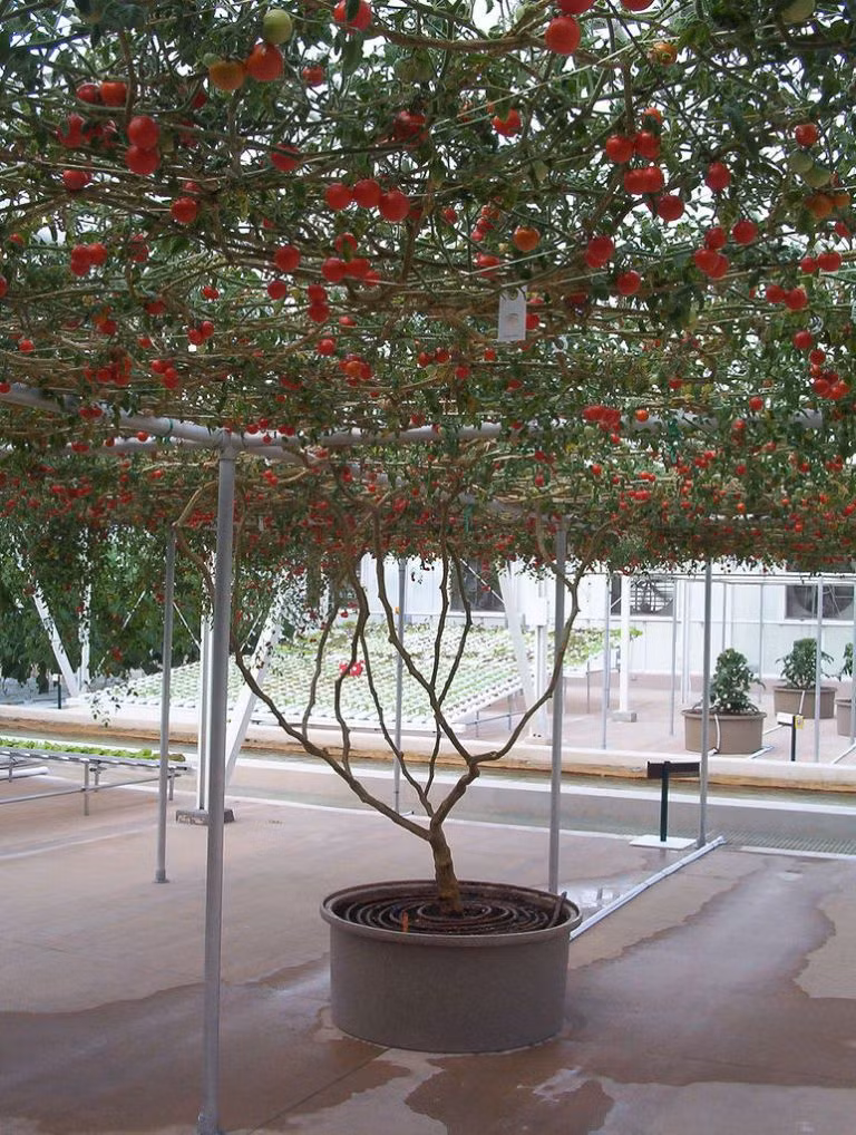 Theo Oddity Central, Heirloom Tomato là cây lai ghép mọc lên từ một gốc cây và bò rộng trên giàn mắt cáo.