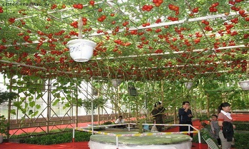 Loại cây này không cho quả trong suốt 7 - 8 tháng đầu nhưng khi trưởng thành, mỗi lần thu hoạch có thể cho sản lượng trung bình hơn 14.000 quả.