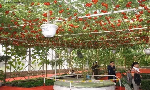 Loại cây này không cho quả trong suốt 7 - 8 tháng đầu nhưng khi trưởng thành, mỗi lần thu hoạch có thể cho sản lượng trung bình hơn 14.000 quả.