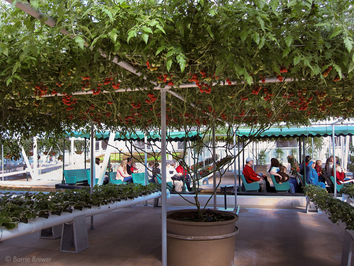 Nhiều người cho rằng đó là sản phẩm của photoshop nhưng nó hoàn toàn có thật và được chăm sóc bởi các kỹ thuật viên.