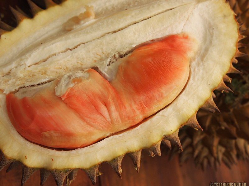 Bên cạnh sự quý hiếm, sầu riêng cầu vồng cũng đang được thử nghiệm như một giống thương mại mới của Indonesia với hy vọng cạnh tranh với các giống sầu riêng nổi trội có nguồn gốc từ Malaysia và Thái Lan.