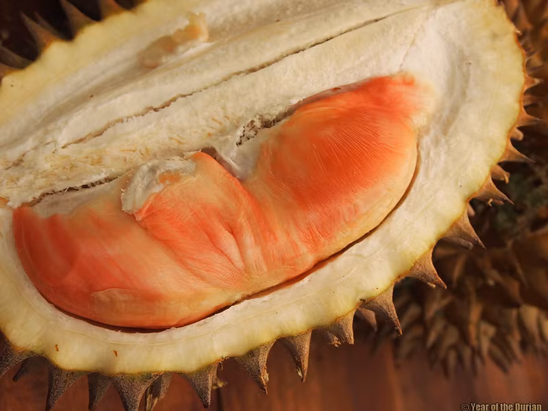 Bên cạnh sự quý hiếm, sầu riêng cầu vồng cũng đang được thử nghiệm như một giống thương mại mới của Indonesia với hy vọng cạnh tranh với các giống sầu riêng nổi trội có nguồn gốc từ Malaysia và Thái Lan.