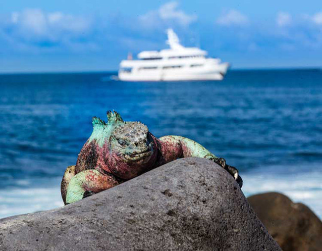Quần đảo Galapagos: Quần đảo Galapagos được biết đến với một số loài động vật hoang dã đặc hữu, nhưng cũng có những bãi biển đẹp và nhiều hoạt động dưới nước. Các hoạt động phổ biến nhất là lặn với ống thở, chèo thuyền kayak và lặn biển.