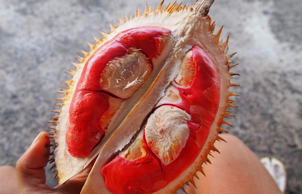 Ngay khi về nước, sầu riêng ruột đỏ Malaysia đã tạo nên cơn sốt trên thị trường. Nó kích thích sự tò mò của khách hàng vì có màu rất khác với sầu riêng ngon nhất thế giới. Ảnh: Traicaydungmap