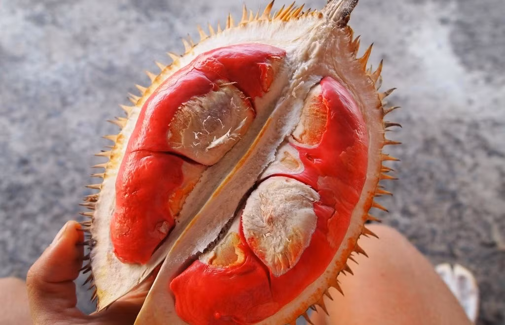 Ngay khi về nước, sầu riêng ruột đỏ Malaysia đã tạo nên cơn sốt trên thị trường. Nó kích thích sự tò mò của khách hàng vì có màu rất khác với sầu riêng ngon nhất thế giới. Ảnh: Traicaydungmap