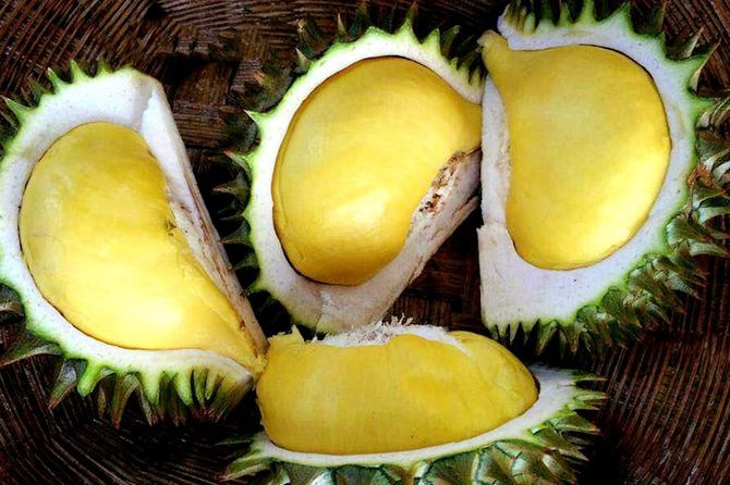 Sầu riêng mini Thái Lan chỉ nặng từ 0,5 đến dưới 1,2kg, có từ 4 đến 5 hộc chứa múi. Nhiều tín đồ của sầu riêng đã lùng mua khắp nơi để ăn thử. Ảnh: Facebook